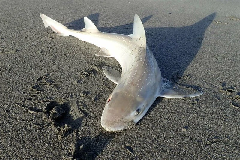 Spotted estuary smooth-hound, Mustelus lenticulatus, Mustelus lenticulatus