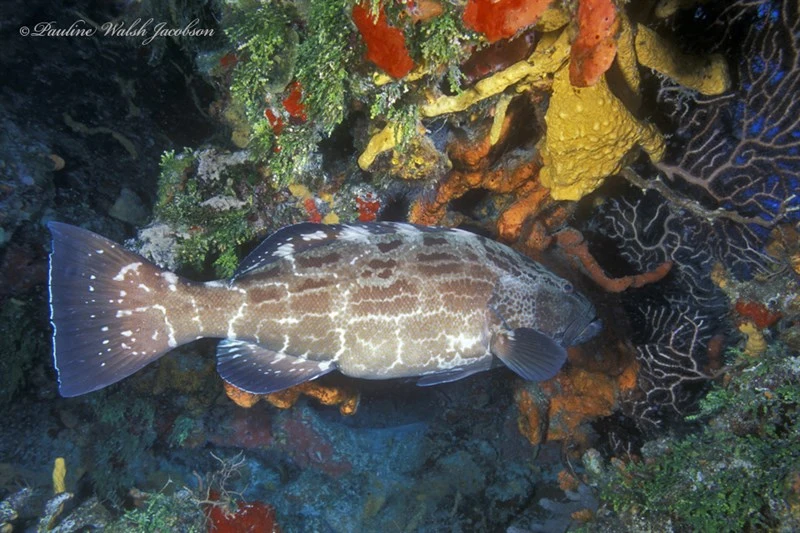 Black grouper, Black Grouper, Mycteroperca bonaci