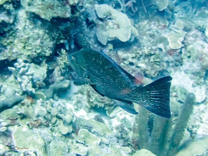 Yellowmouth grouper, Yellowmouth Grouper, Mycteroperca interstitialis