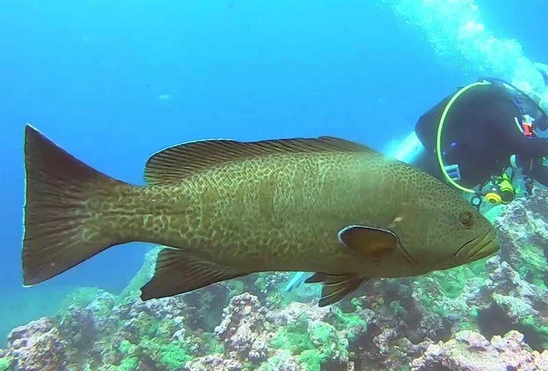 Sailfin grouper, , Mycteroperca olfax