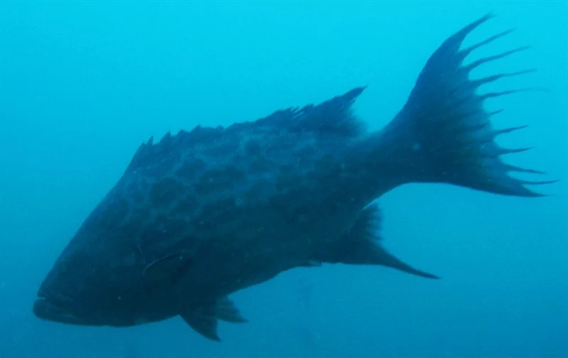 Broomtail grouper, Broomtail Grouper,  Mangrove Grouper - Mycteroperca xenarcha, Mycteroperca xenarcha
