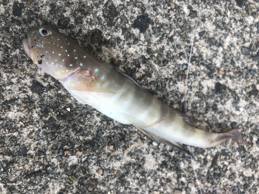 Filamentous shrimpgoby, , Myersina filifer
