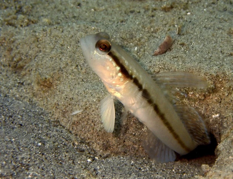 Black-line shrimp-goby, Myersina nigrivirgata, Myersina nigrivirgata
