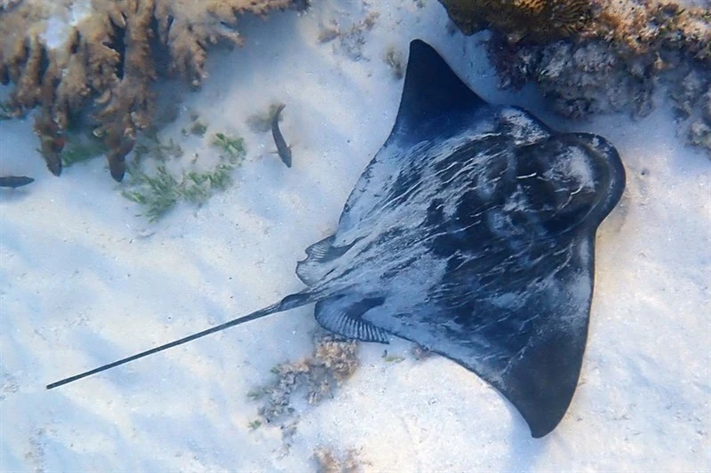 Australian bull ray, , Myliobatis australis