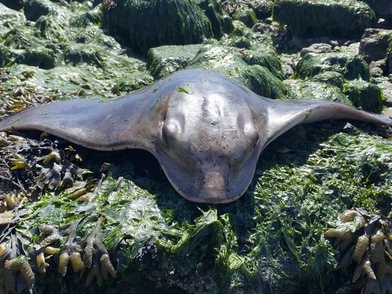 Bat eagle ray, Bat Eagle Ray, Bat Ray, Myliobatis californica