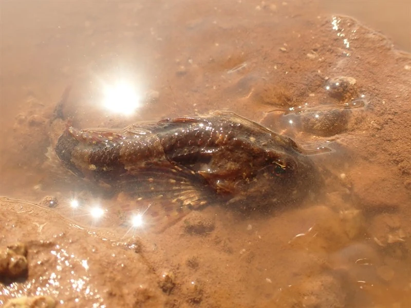 Grubby, Myoxocephalus aenaeus, Myoxocephalus aenaeus