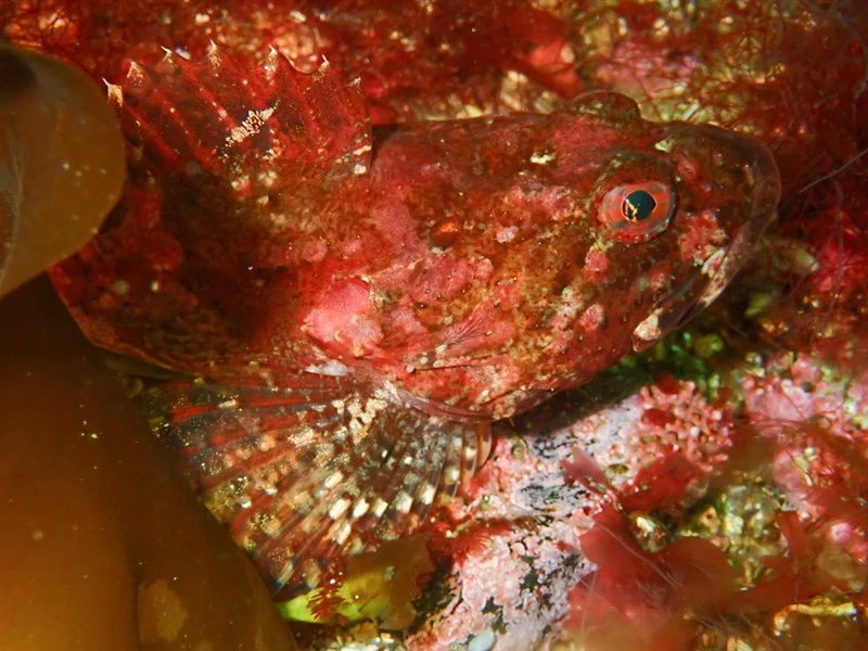 Shorthorn sculpin, Shorthorn Sculpin, Myoxocephalus scorpius