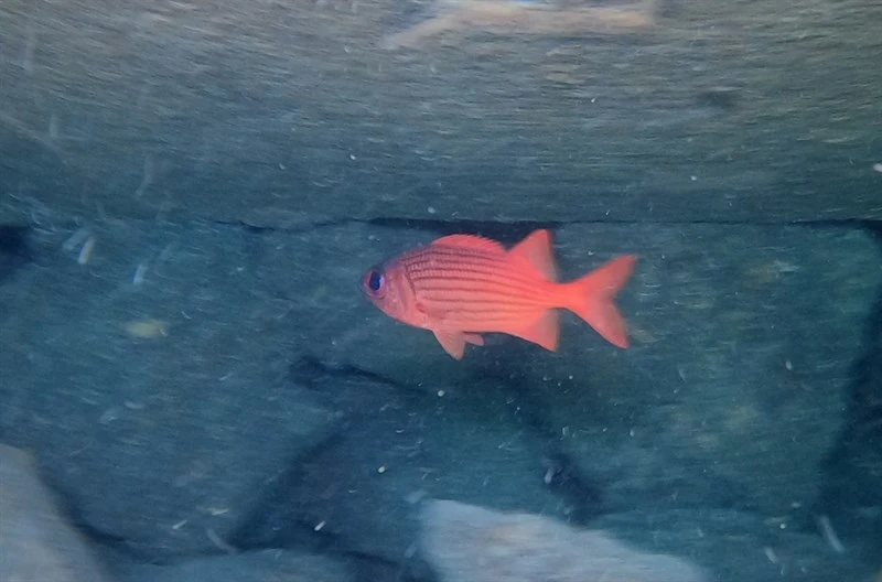Yellow soldierfish, Yellow Soldierfish - Myripristis clarionensis, Myripristis clarionensis