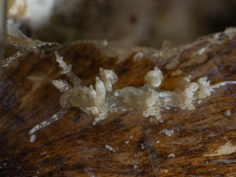 , Nudibranch, Nanuca sebastiani