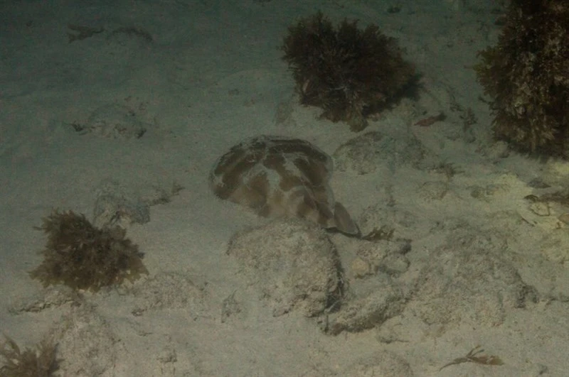 Brazilian electric ray, Brazilian Electric Ray, Lesser Numbfish, Narcine brasiliensis