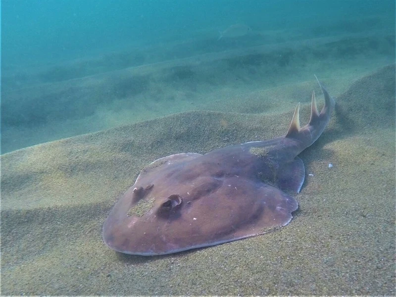 Giant electric ray, Giant Electric Ray - Narcine entemedor, Narcine entemedor