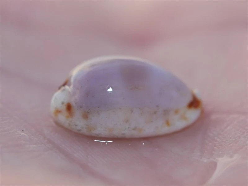, Naria gangranosa, Naria gangranosa