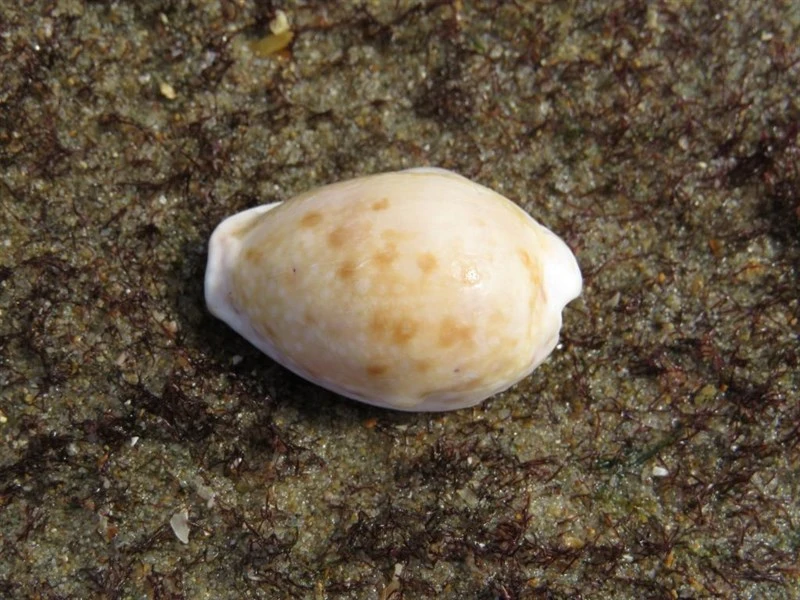 , Naria marginalis, Naria marginalis