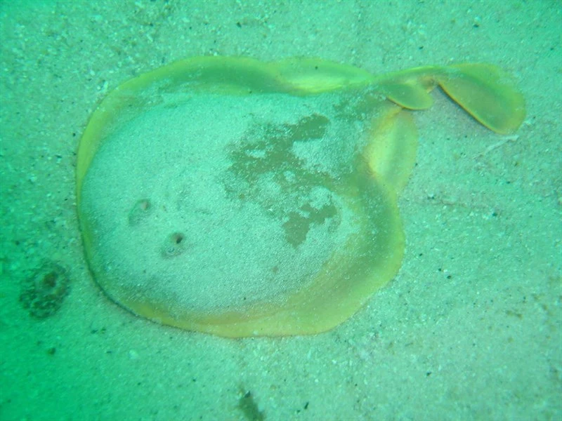 Onefin electric ray, , Narke capensis