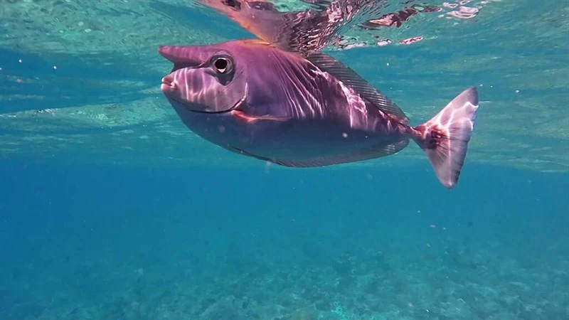 Spotted unicornfish, Brown Unicornfish, Longnose Unicornfish, Palefin Unicornfish, Shortnosed Kala, Short-nosed Unicornfish, Shortnose Unicornfish, Shortsnout Unicornfish, Spotted Unicornfish, Naso brevirostris