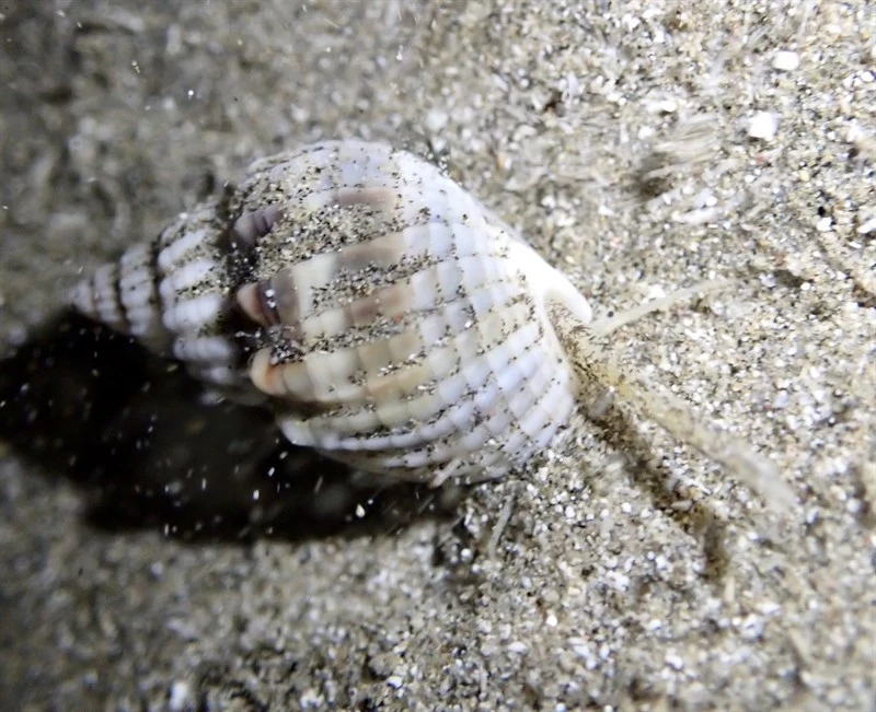 , Cake Nassa, Casket Nassa, Little Box Dog Whelk, Nassarius arcularia