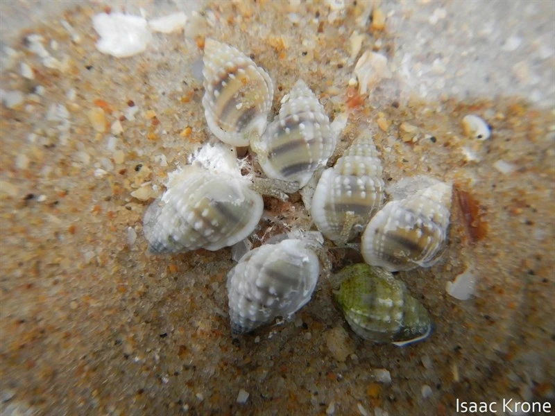 , Nassarius iodes