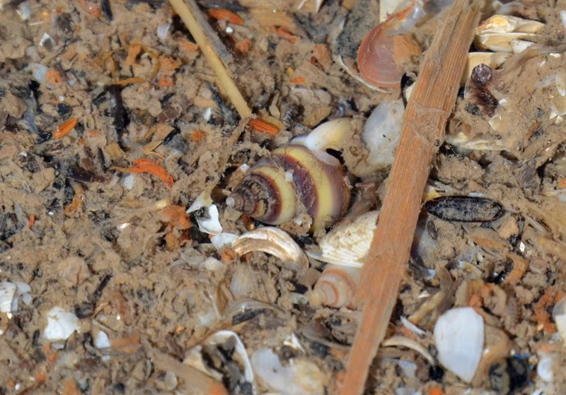 , Nassarius succinctus