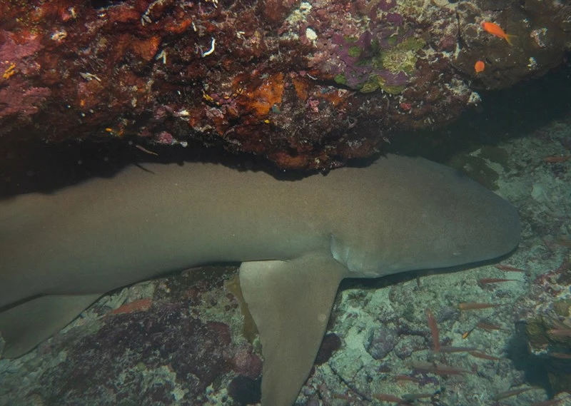 Tawny nurse shark, Tawny Nurse Shark, Nebrius ferrugineus
