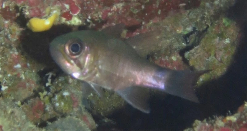 Samoan cardinalfish, Samoan Cardinalfish, Nectamia savayensis