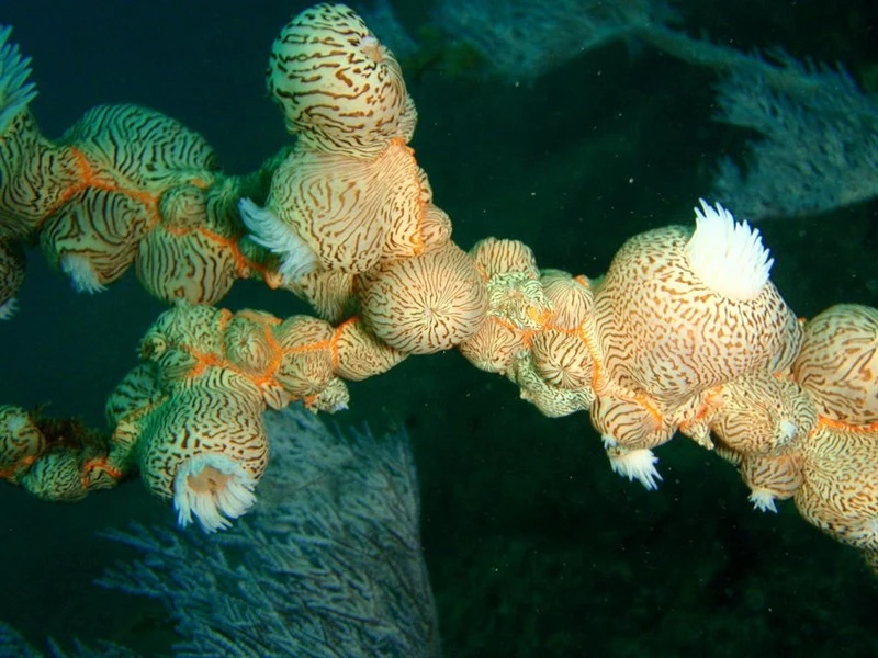 , Gorgonian Wrapper, Nemanthus nitidus