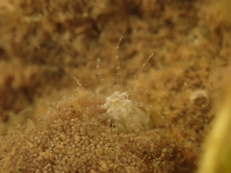 , Starlet Anemone, Starlet Sea Anemone - Nematostella vectensis, Nematostella vectensis