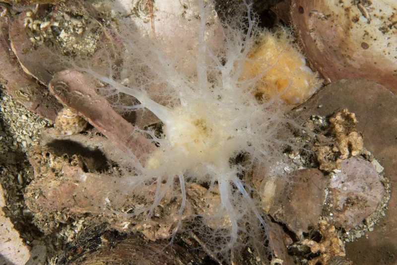 , Gravel Sea Cucumber, Neopentadactyla mixta