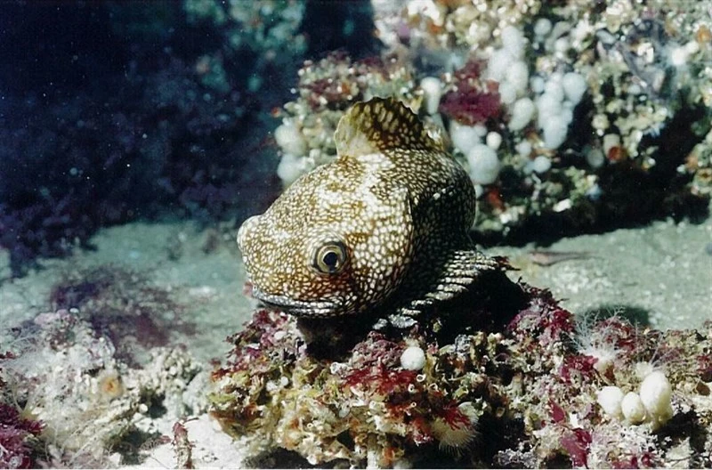 Dark toadfish, Dark Toadfish - Neophrynichthys latus, Neophrynichthys latus