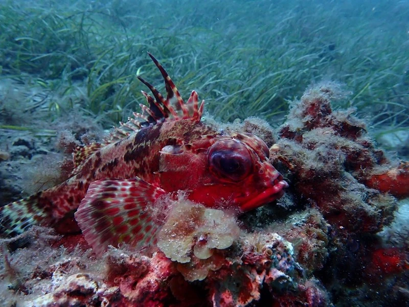 Gulf gurnard perch, Neosebastes bougainvillii, Neosebastes bougainvillii