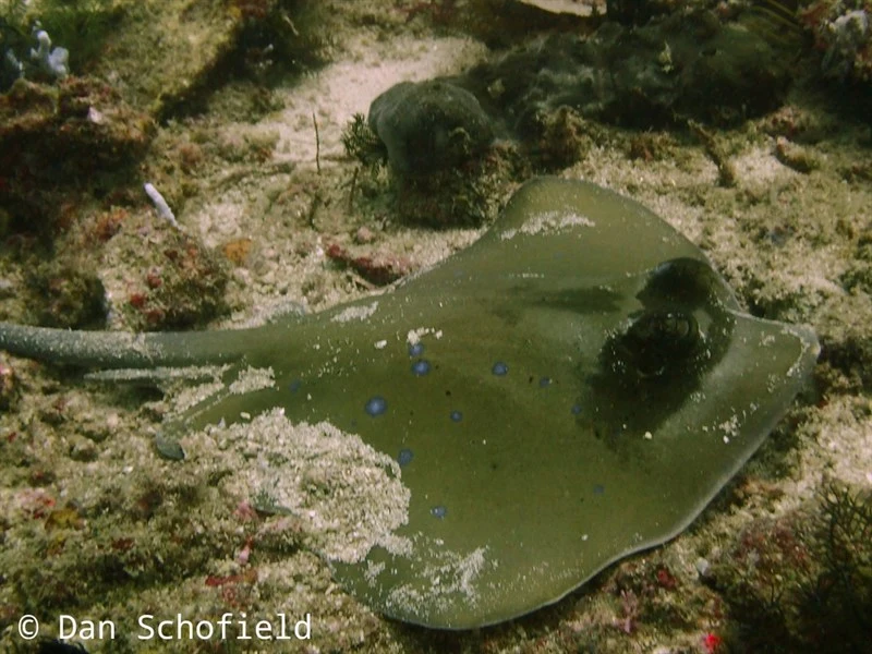 Australian bluespotted maskray, Bluespot Stingray, Blue-spotted Maskray, Blue-spotted Stingaree, Blue-spotted Stingray, Kuhl's Stingray, Australian Bluespotted Maskray - Neotrygon australiae, Neotrygon australiae