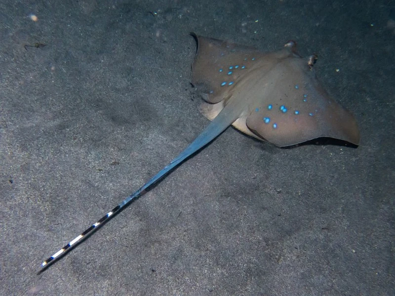 Bluespotted maskray, , Neotrygon caeruleopunctata