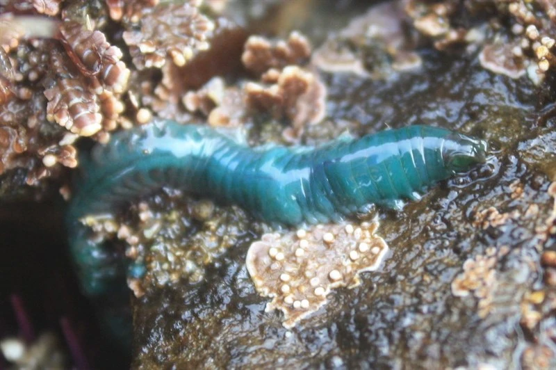 , Pile Worm, Nereis grubei