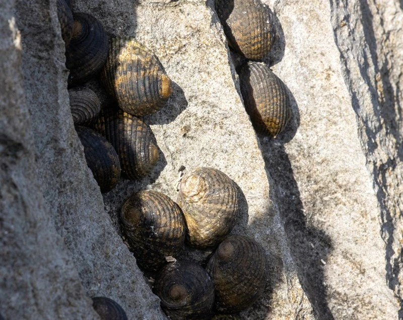 , Nerita chlorostoma