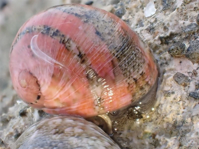 , Nerita orbignyana