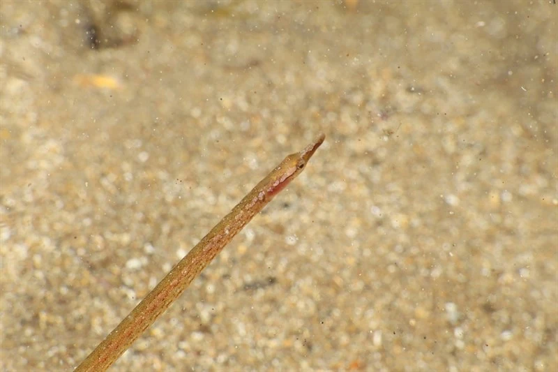 , Spotted Pipefish - Nerophis maculatus, Nerophis maculatus