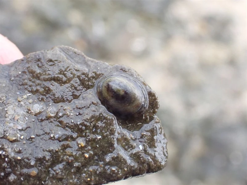 , Notoacmea alta, Notoacmea alta