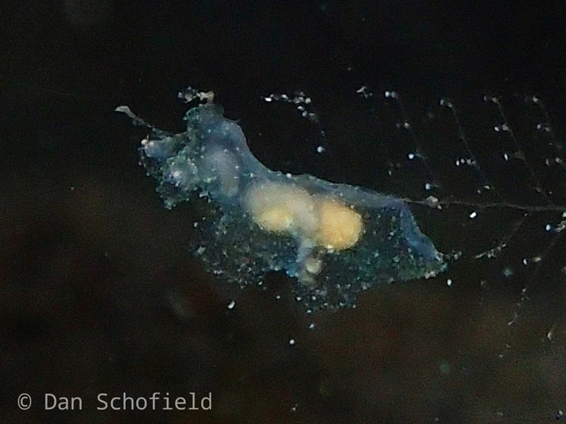 , Iridescent Nudibranch, Ward's Nudibranch - Notobryon wardi, Notobryon wardi