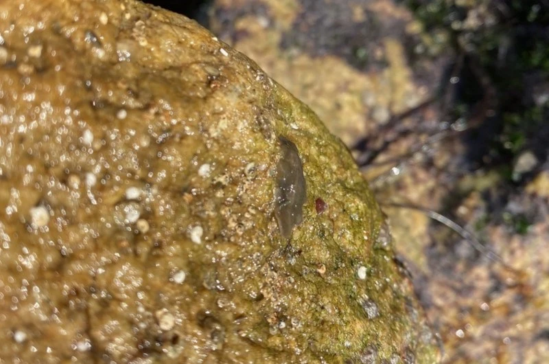 , Notocomplana chierchiae