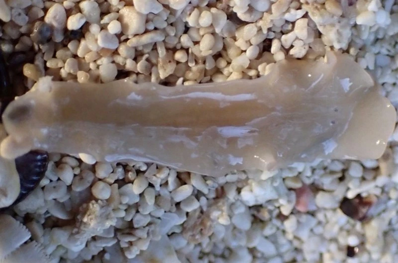 , Notocomplana ferruginea