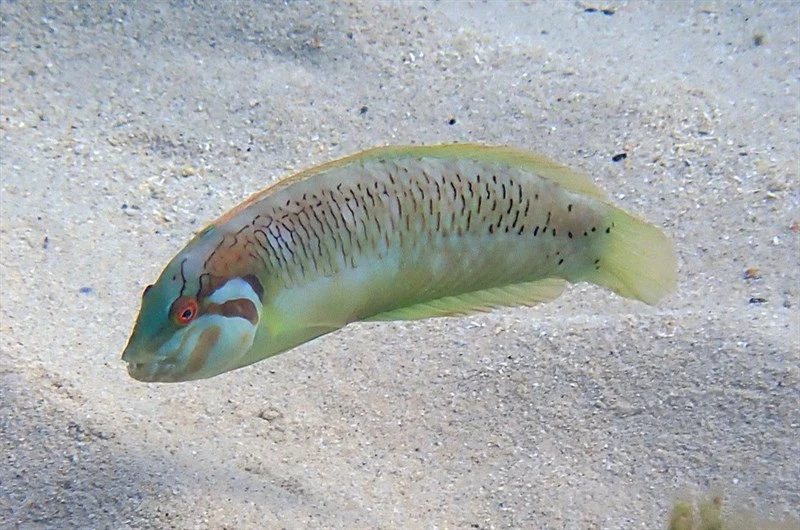 Seagrass wrasse, Green-banner Wrasse, Seagrass Nurse, Seagrass Razorfish, Seagrass Wrasse, Novaculoides macrolepidotus