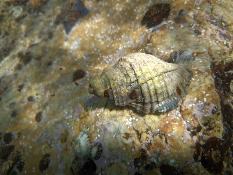 , Nucella heyseana, Nucella heyseana
