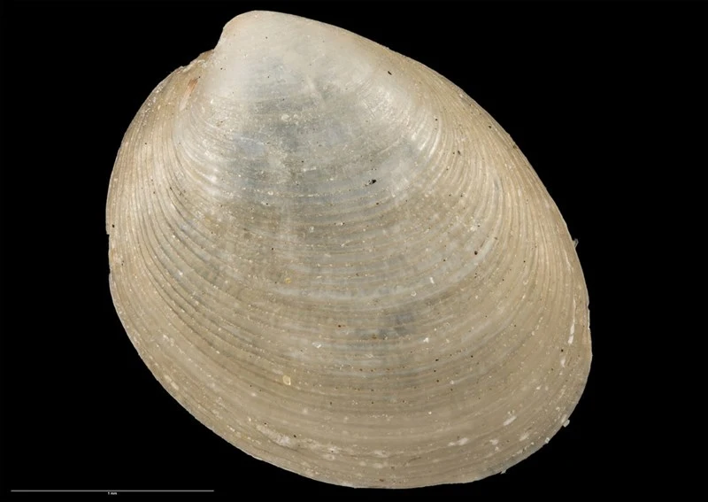 , Nucula rossiana