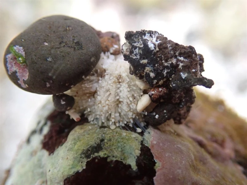 , Warty Sand Urchin - Nudechinus verruculatus, Nudechinus verruculatus