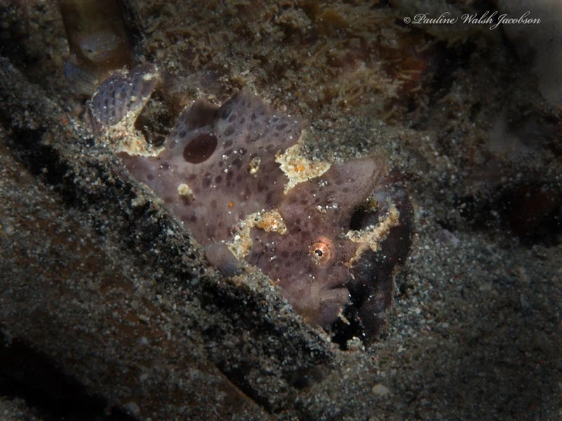 Deep-water frogfish, Deep-water Frogfish, Spiny-head Anglerfish, Lembeh Frogfish, Ocellated Frogfish, Nudiantennarius subteres