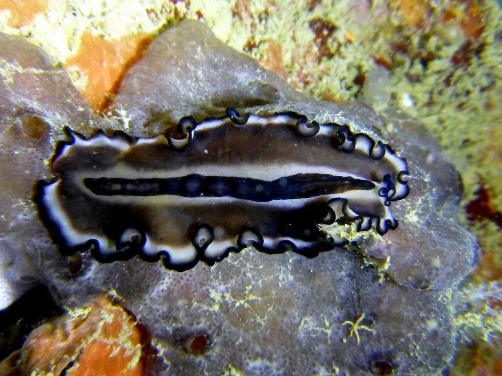 , Bayer's Flatworm, Nymphozoon bayeri