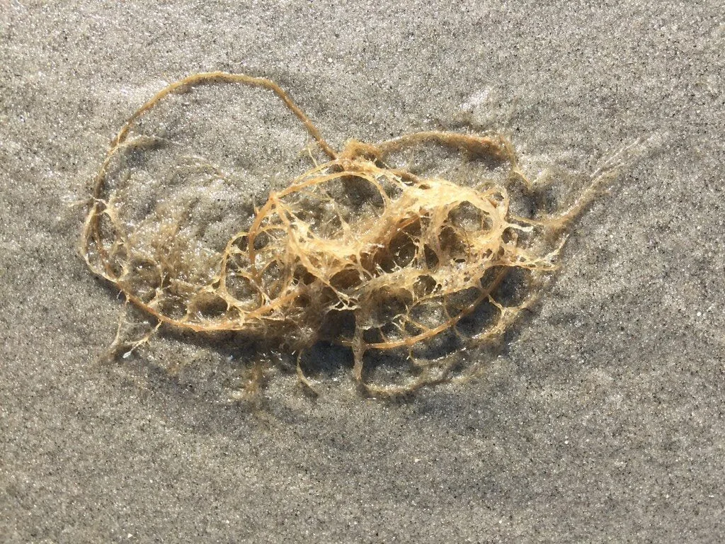 , Obelia longissima