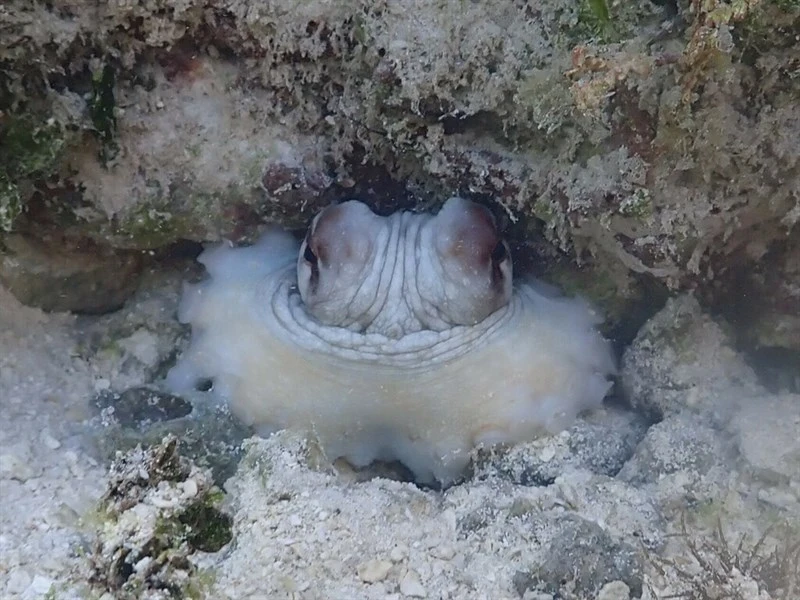, Common Octopus - Octopus cyanea, Octopus cyanea