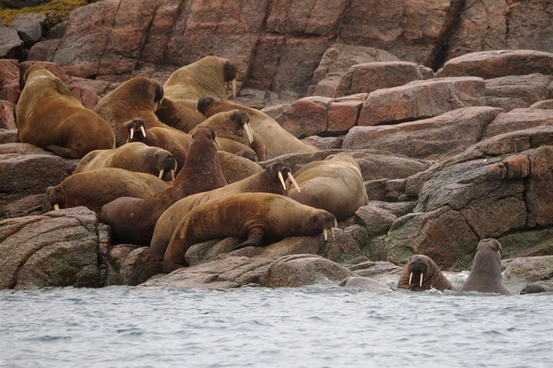 , Walrus - Odobenus rosmarus, Odobenus rosmarus