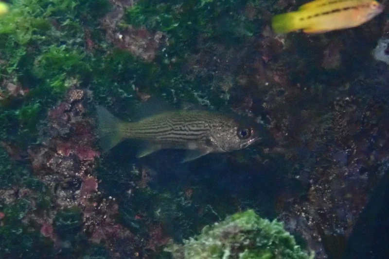 Galapagos croaker, , Odontoscion eurymesops