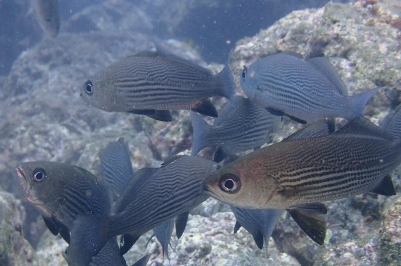 Yelloweye croaker, Yelloweye Croaker - Odontoscion xanthops, Odontoscion xanthops